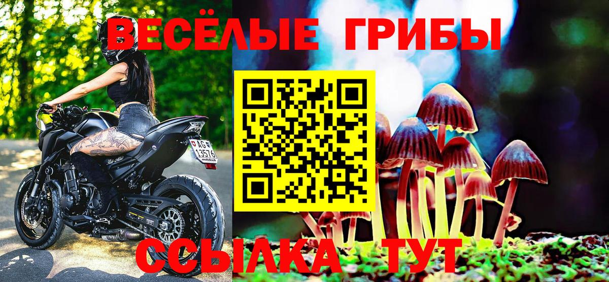 Псилоцибиновые грибы Psilocybine cubensis Боровичи